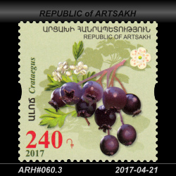  240 Dram / Crataegus 